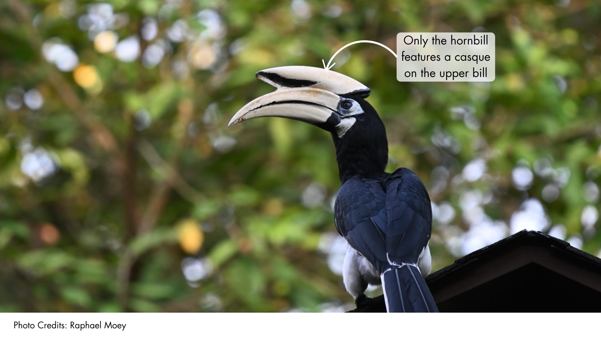 Toucans and Oriental Pied Hornbills